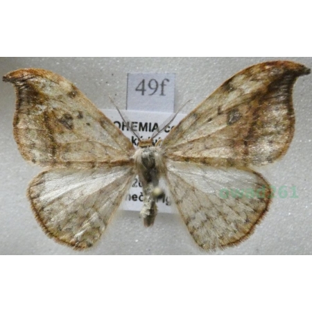 Drepana falcataria (Linnaeus, 1758) male Wycinka sierpianka Czech49f